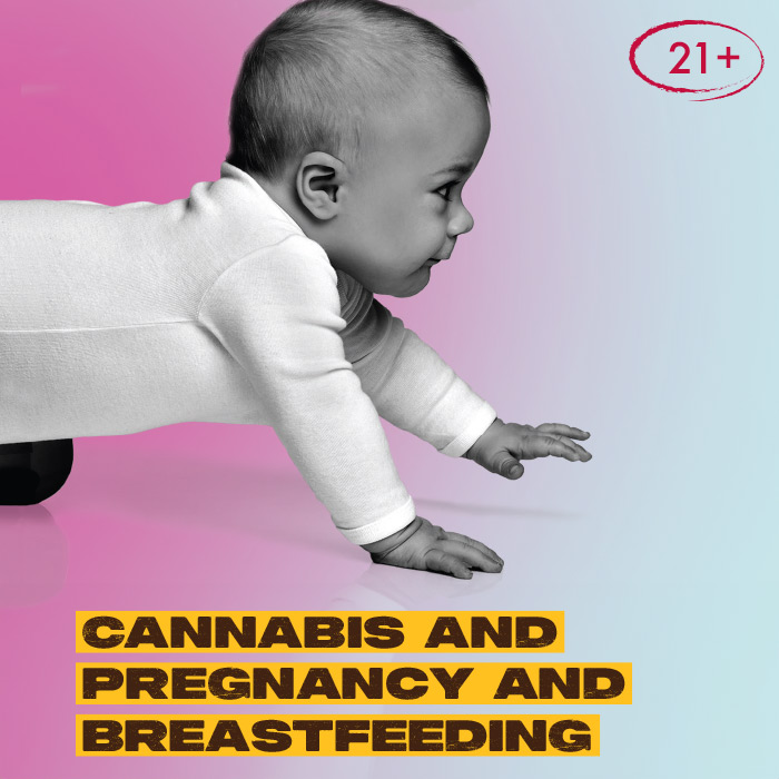 Pregancy & Breast Feeding Fact Sheet Preview